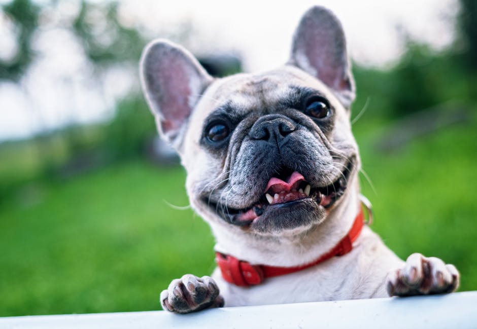 Fashionably Furry: The Best Trends In The World Of Fashion For Pooches