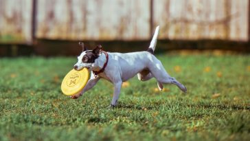 The Importance Of Exercise For Pets